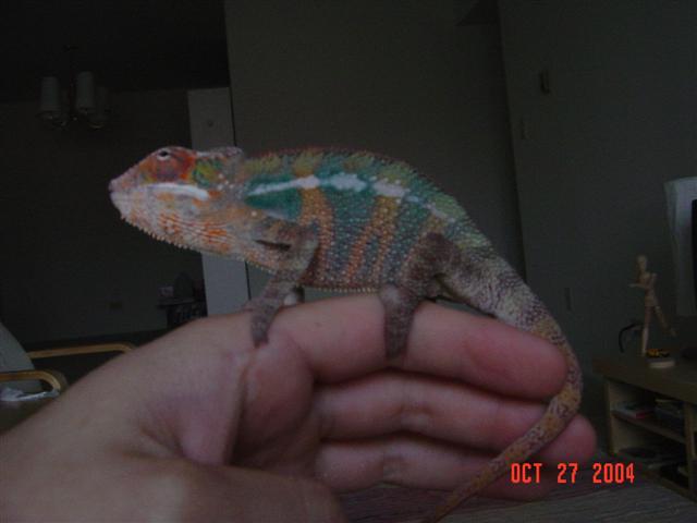 panther