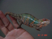 panther