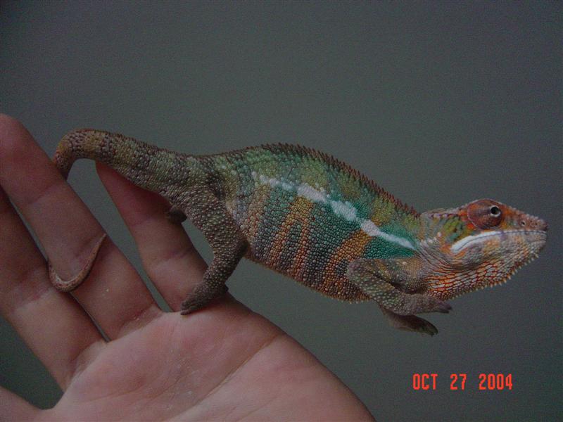 panther