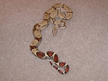 peruvian female