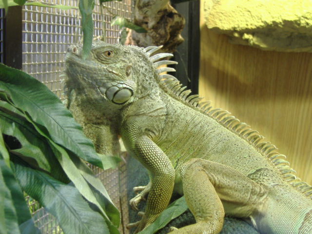 bamboo 08-05