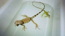 swim time!