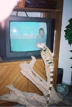 ireland loves t.v.