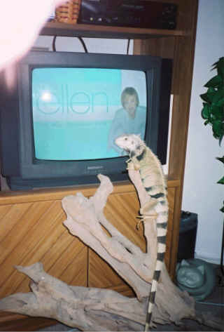 ireland loves t.v.