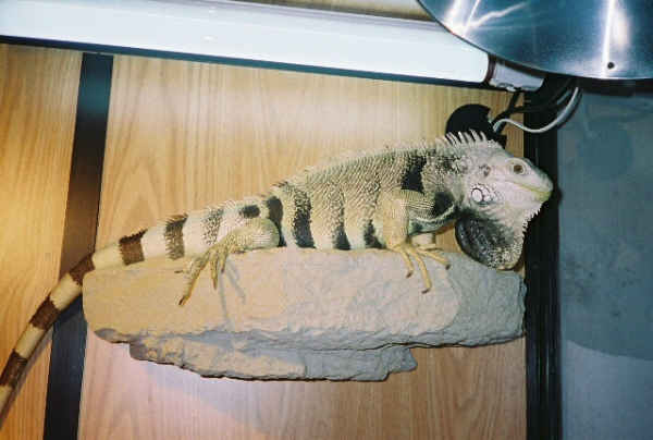 Breeding season