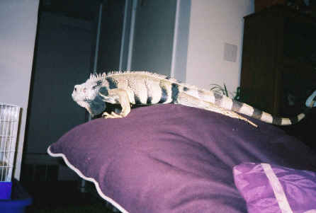tiger belly