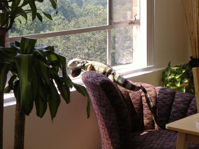 He loves that window!