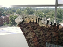 Blue enjoying the view