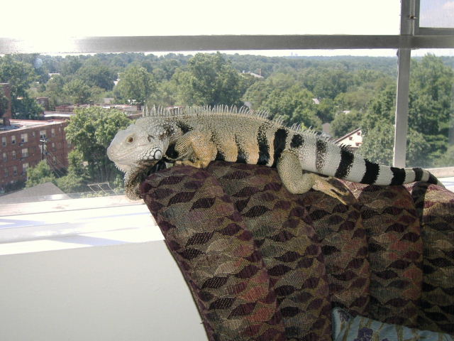 Blue enjoying the view