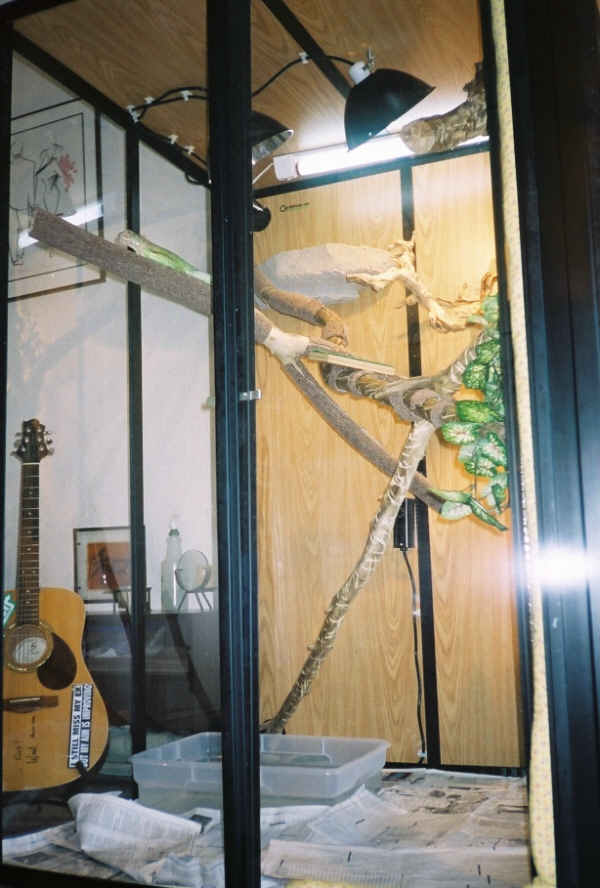 where's bamboo?