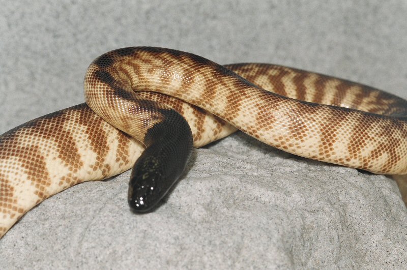 EASTERN BLACKHEAD