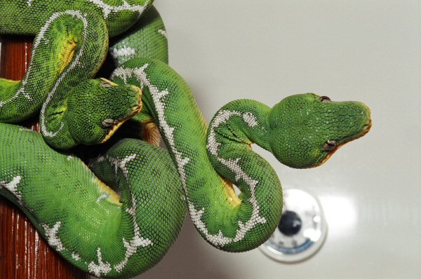 MY AMAZON EMERALD PAIR