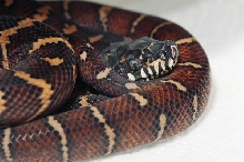 BOELEN PYTHON
