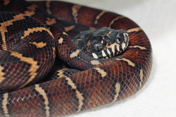 BOELEN PYTHON