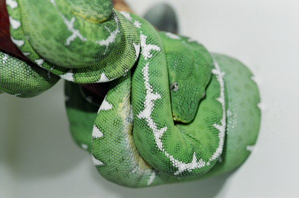 AMAZON EMERALD