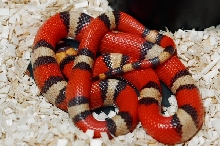TRI COLOR HYPO HONDURAN