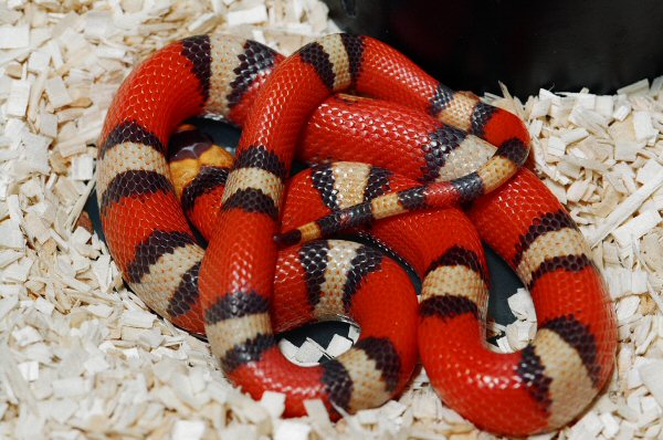 TRI COLOR HYPO HONDURAN