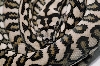 JAGUAR PYTHON