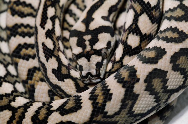 JAGUAR PYTHON
