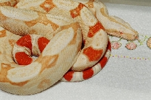 SHARP SURINAM CROSS ALBINO