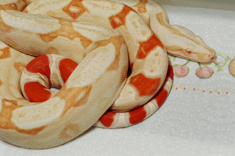 SHARP SURINAM CROSS ALBINO