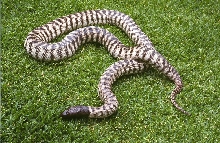 WESTERN BLACKHEAD PYTHON