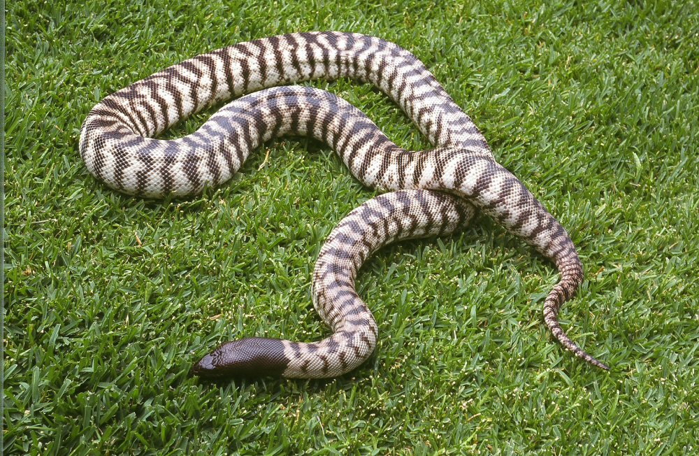 WESTERN BLACKHEAD PYTHON