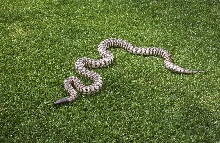WESTERN BLACHEAD PYTHON