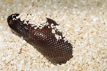 BLACKHEAD PYTHON