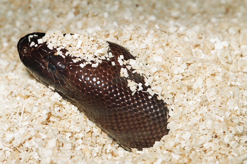 BLACKHEAD PYTHON