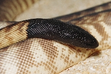 EASTERN BLACKHEAD PYTHON