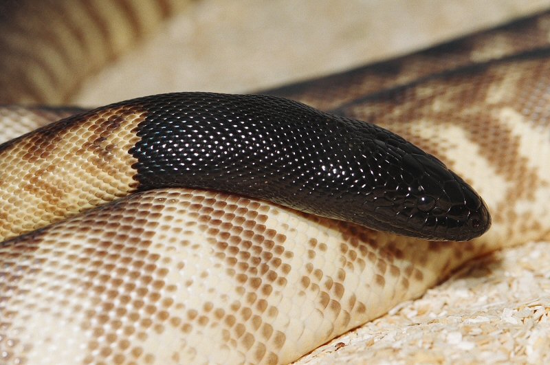 EASTERN BLACKHEAD PYTHON