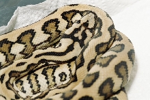 JAGUAR CARPET
