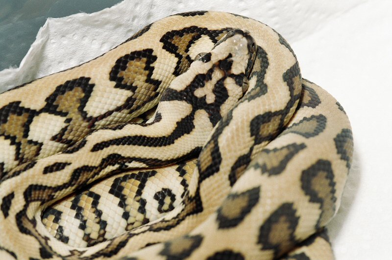 JAGUAR CARPET
