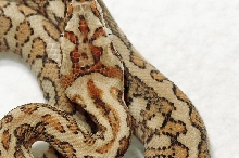 RED HYPO JAGUAR CARPET