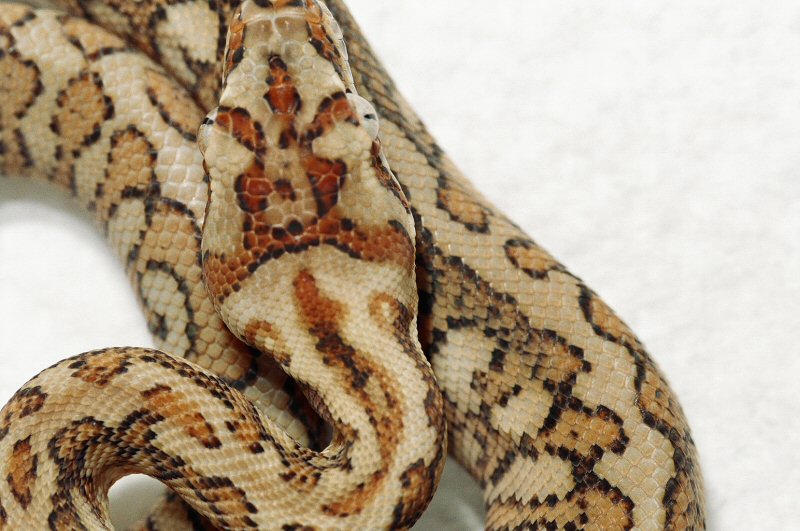 RED HYPO JAGUAR CARPET