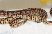 RED HYPO JAGUAR CARPET