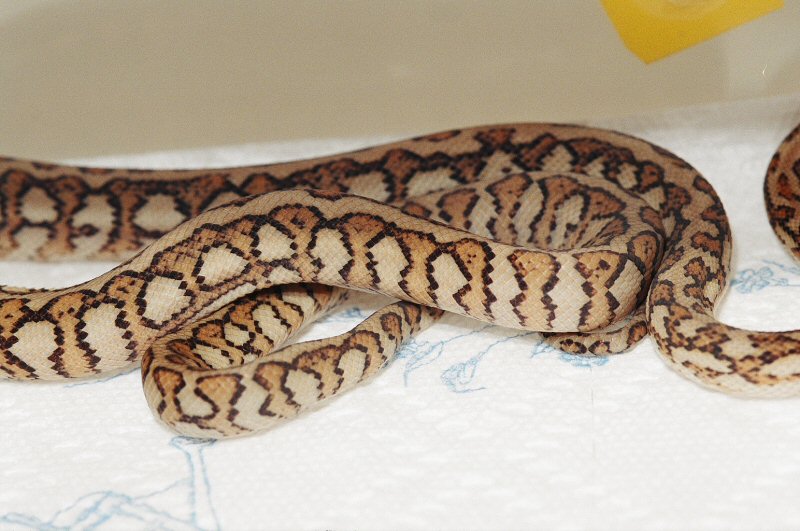 RED HYPO JAGUAR CARPET