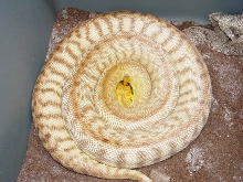 WESTERN WOMA