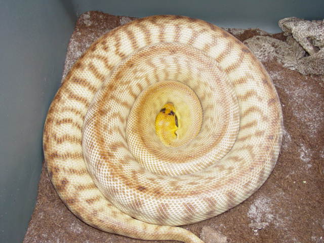 WESTERN WOMA
