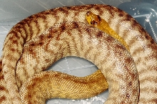 WESTERN WOMA