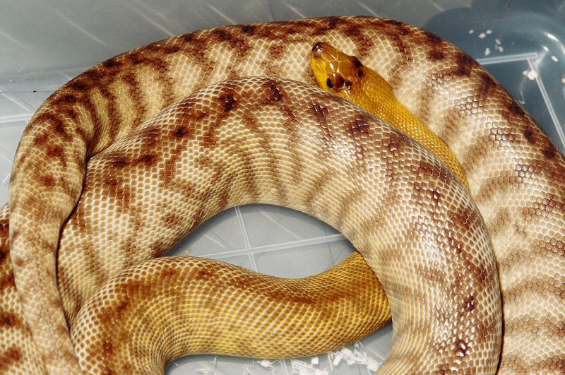WESTERN WOMA