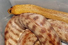 WESTERN WOMA