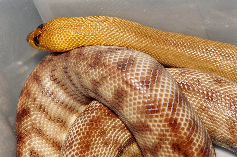 WESTERN WOMA
