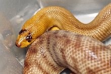 WESTERN WOMA