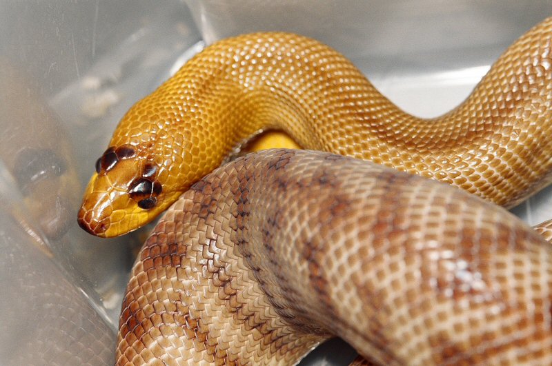 WESTERN WOMA