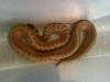 Red Snake (what kind?)