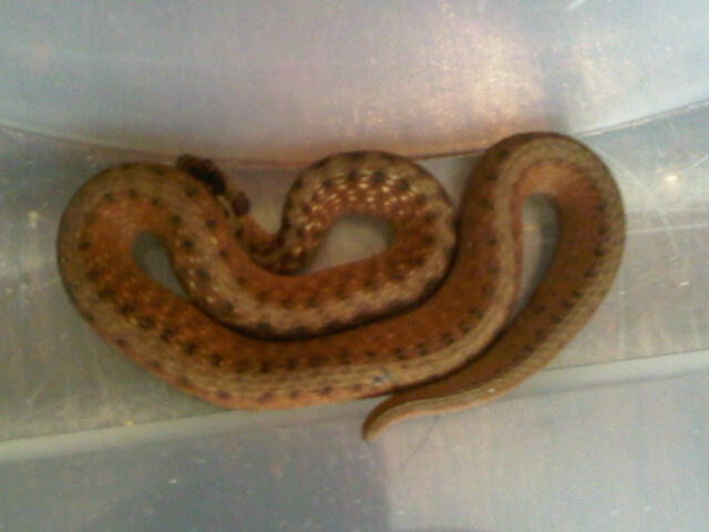 Red Snake (what kind?)