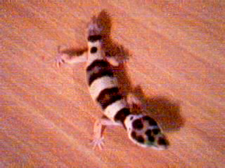 leopard gecko
