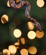Merry Snakemas!